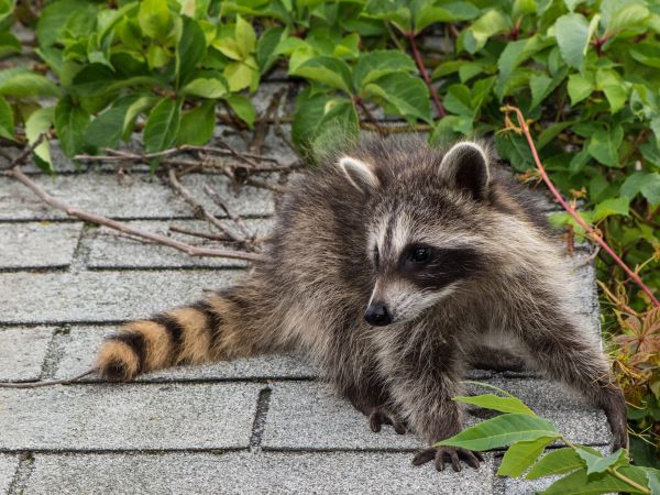 Des Moines Wildlife Removal