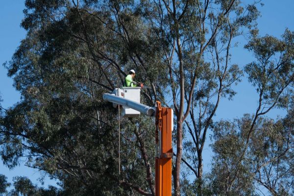 Des Moines Tree Trimming